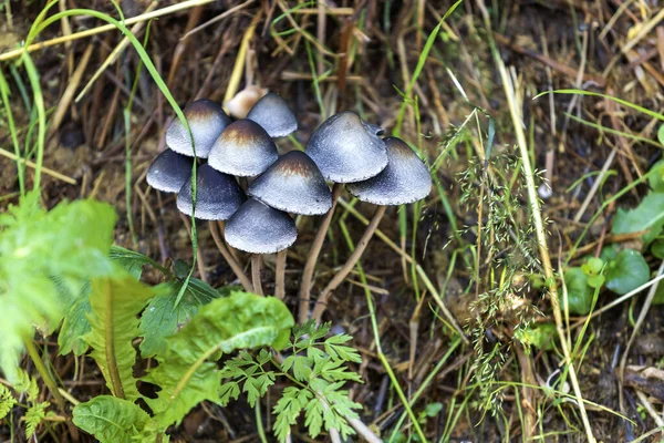 Small Gray Mushrooms Bunch Grow Green Grass — Stock Photo, Image