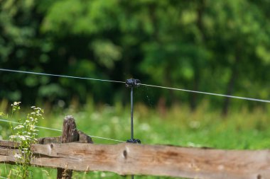 Çitin etrafı elektrikli çitlerle çevrili. Arka planda bir çayır var..