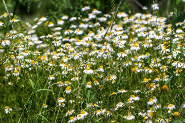 Üzerinde beyaz papatyalar açan çayır..
