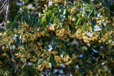 Üzerinde çiçekler ve yeşil yapraklar olan ıhlamur ağacı..