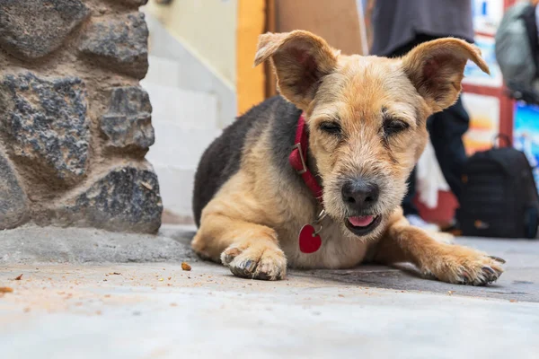 Dog resting warm on the pavement street in Oia town on Santorini island.
