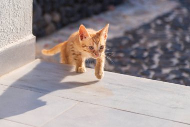 Sundurmada güneşlenen küçük tekir kedicik.