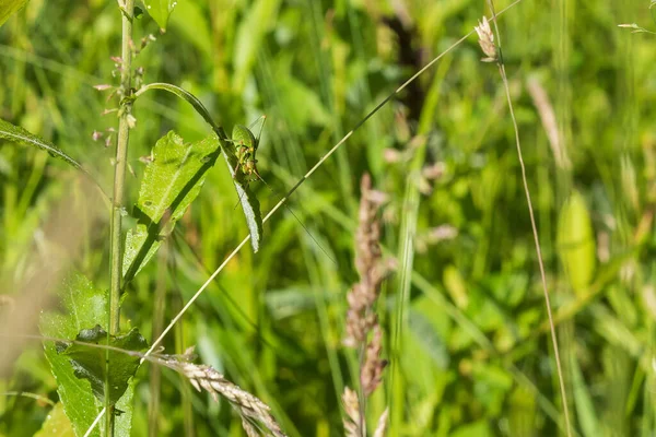 Green Grasshopper Long Tentacles Blade Grass Meadow — Stock Photo, Image