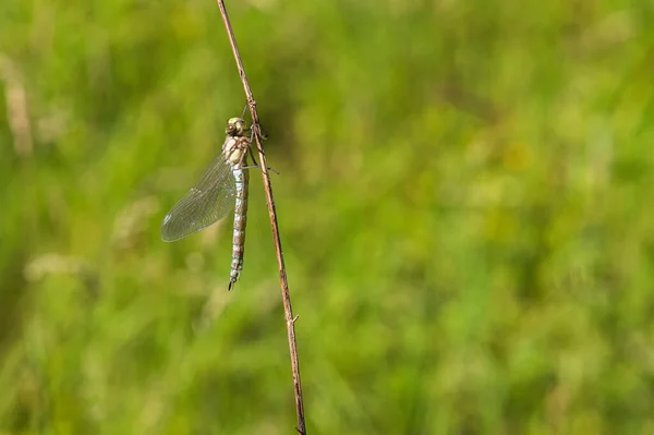 トンボ 子犬から草のハッチの刃にOdonata 背景には背景がぼやけている牧草地がある — ストック写真