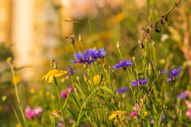 Blooming thistles in the meadow. The flowers are blue, the background is green grass. clipart