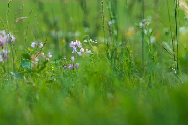 Fleurs Colorées Dans Prairie Avec Fond Vert — Photo