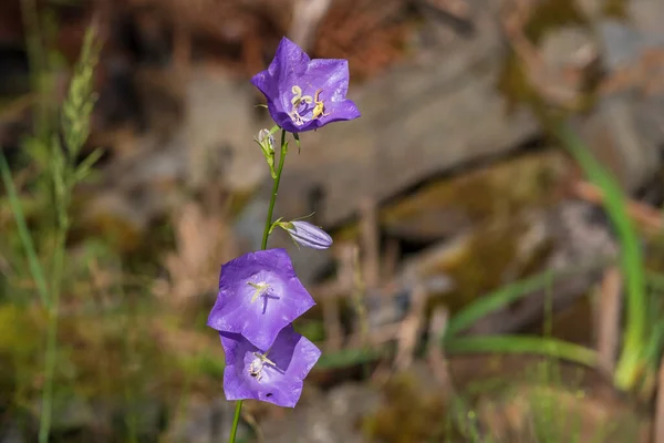 Blue bell flower. Three flowers on top of each other. In the background is a meadow.