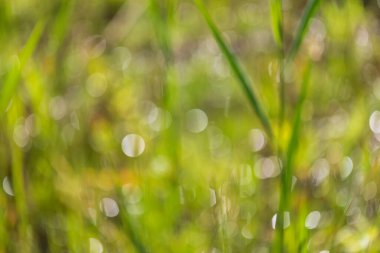 Bokeh 'in eski objektifle çektiği doğa fotoğrafı. Fotoğraf ekipmanlarıyla tekerlekler oluşturuldu.