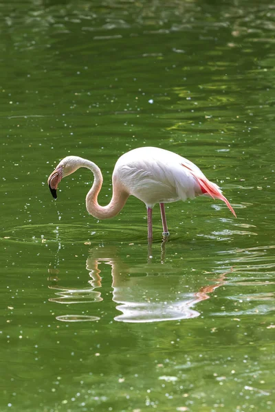 Pink Flamingo Phoenicopteriformes Encuentra Agua Del Estanque Tiene Cabeza Agua — Foto de Stock