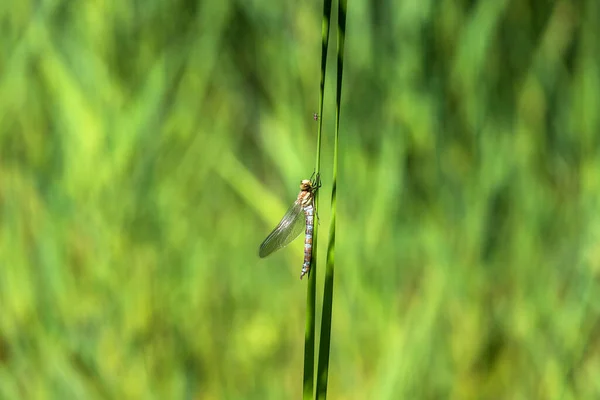 Dragonfly Lamă Iarbă Uscată Retras Aripile Fundalul Este Estompat Tehnica — Fotografie, imagine de stoc