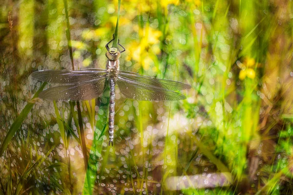 Стрекоза Odonata Распростертыми Крыльями Травинке Заднем Плане Красивый Боке Созданный — стоковое фото