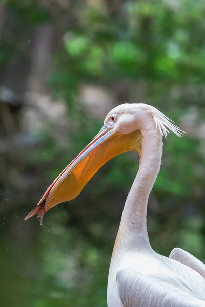 Pelecanus Onocrotalus Pellicano Bianco Riva Mare Preso Pesce Nel Becco — Foto Stock