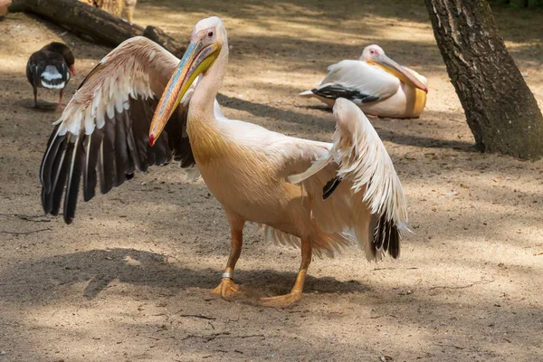 Pelecanus Onocrotalus White Pelican Land Waving Its Wings — Stock Photo, Image