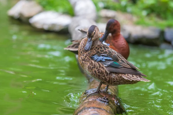 Pato Está Parado Tronco Madera Que Conduce Justo Encima Del — Foto de Stock