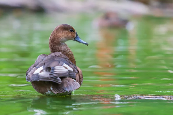 The duck stands on a wooden log that leads just above the water