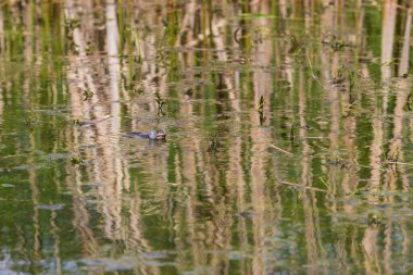 Sazlıkların arasındaki bir gölün yüzeyinde bir kurbağa. Kurbağa başı, gözleri ve şişmiş torbaları görebilir..