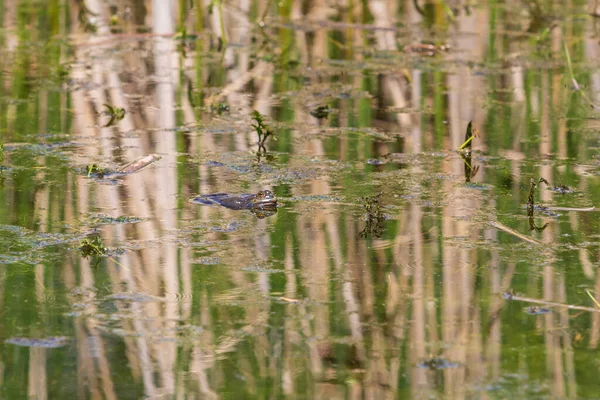 A frog on the surface of a pond among reeds. The frog\'s head and eyes can be seen.