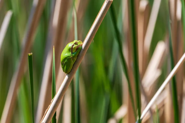 Πράσινο Δέντρο Βάτραχος Δέντρο Βάτραχος Hyla Arborea Κάθεται Κατσαρά Ένα — Φωτογραφία Αρχείου