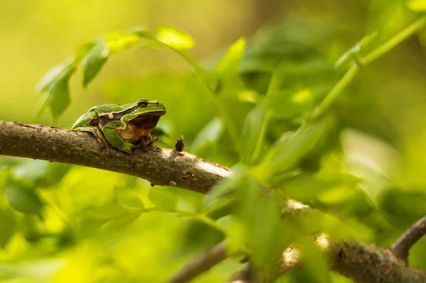 Πράσινο Βάτραχος Δέντρο Δέντρο Βάτραχος Hyla Arborea Κάθεται Ένα Κλαδί — Φωτογραφία Αρχείου