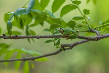 Yeşil ağaç kurbağası ağaç dalında oturan Hyla arborea. Etrafta bir ağaç yaprakları var. Fotoğrafta eski merceğin güzel bir flütü var..