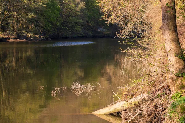 川の倒木 川の周りの木々や低木が水面に反射している — ストック写真