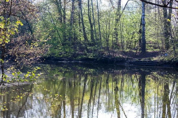 Bäume Und Sträucher Spiegeln Sich Fluss — Stockfoto