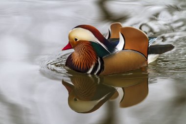 Mandarin Ördeği - Aix galericulata - Renkli bir ördek suyun üzerinde yüzer ve sudaki görüntüsü yansıtır.