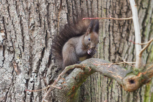 Uno Scoiattolo Nero Ramo Albero Mangia Una Noce — Foto Stock