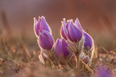 Bahar tarlasında paska çiçekleri. Fotoğraf: Pulsatilla grandis ve güzel bokeh..