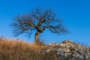 Sabah güneşi altında, bir kayanın tepesinde yaşlı çalı ağacı. Arka planda bulutsuz mavi bir gökyüzü var.