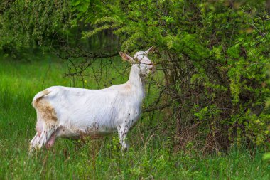 Çayırdaki beyaz keçiler ağaçları ısırır ve çimenlerde otlar..
