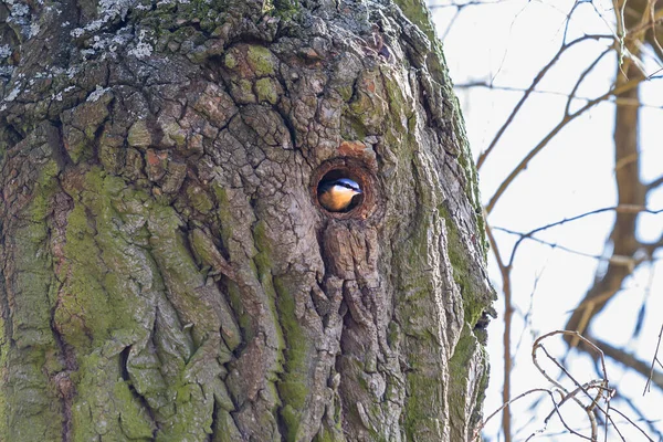 Nuthatch Sitta Europaea Içinde Bir Delik Olan Bir Ağacın Kabuğunda — Stok fotoğraf