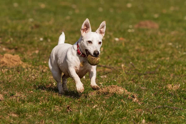 Pequeno Cão Branco Atravessa Prado Tem Balão Boca — Fotografia de Stock