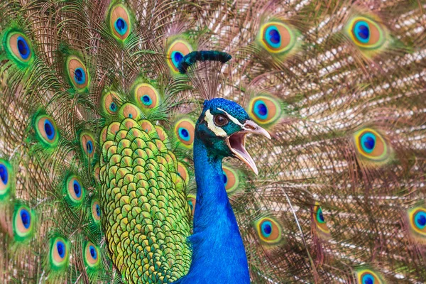 Porträt Eines Pfauenkopfes Mit Offenem Schnabel Hinter Dem Pfau Ist — Stockfoto