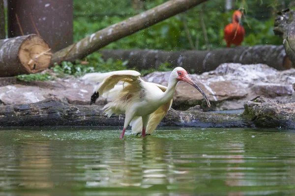 Ibis Stands Water Has Outstretched Wings — Stock Photo, Image