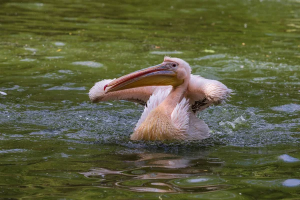 Pelecanus Onocrotalus Nuota Pellicano Bianco Svolazza Ali Spruzza Acqua Intorno — Foto Stock