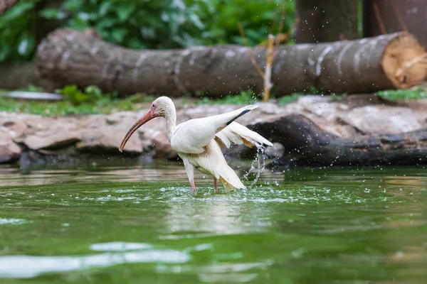 Der Ibis Steht Wasser Und Hat Ausgestreckte Flügel — Stockfoto