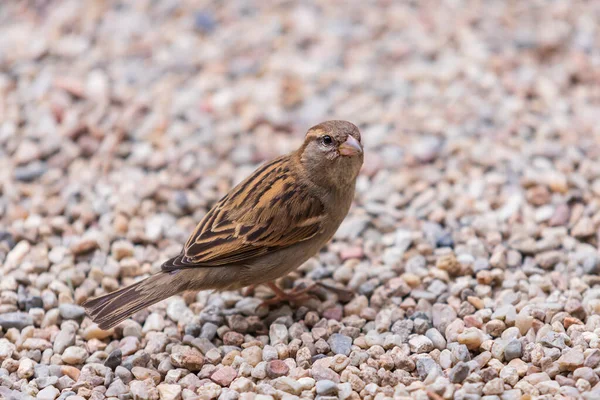 Moineau Est Assis Sur Des Pierres Lève Les Yeux — Photo