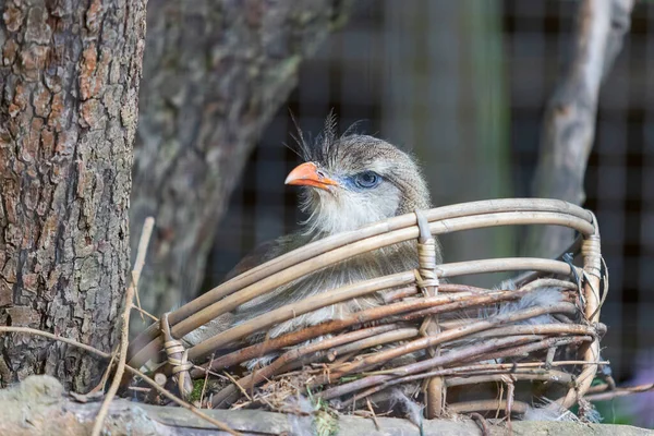 Portrait Oiseau Seriema Bec Rouge Assis Sur Nid Fond Est — Photo