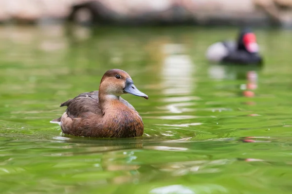 Die Ente Schwimmt Auf Dem Wasser Und Hat Einen Offenen — Stockfoto