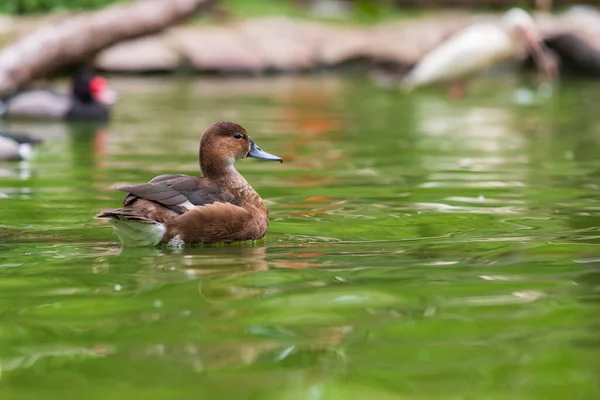 The duck swims on the water and has an open beak. Photo from the bottom of the water.