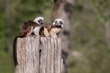 Saguinus Oedipus - Tamarin Pinscher - küçük şirin bir maymun yeşil bir ağaçta.