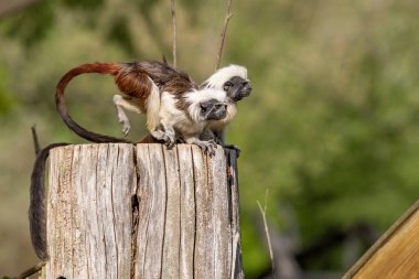 Saguinus oedipus - Tamarin Pinscher - a little cute monkey is on a green tree. clipart