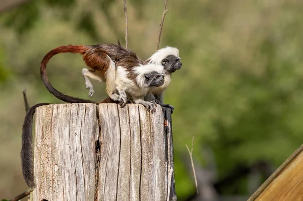 Saguinus Oedipus Tamarin Pinscher 귀여운 원숭이가 — 스톡 사진