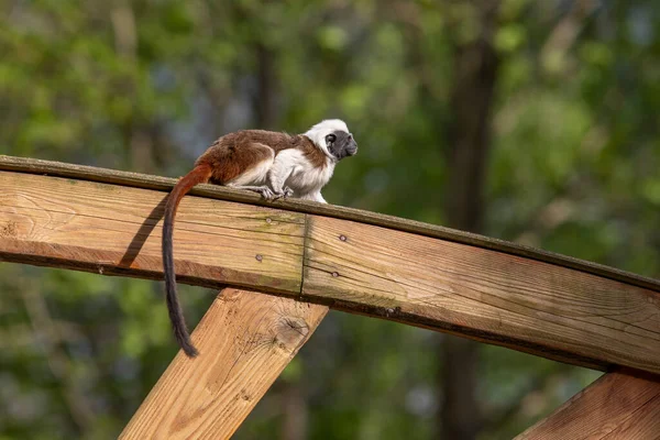 Saguinus Oedipus Tamarin Pinscher 귀여운 원숭이가 — 스톡 사진