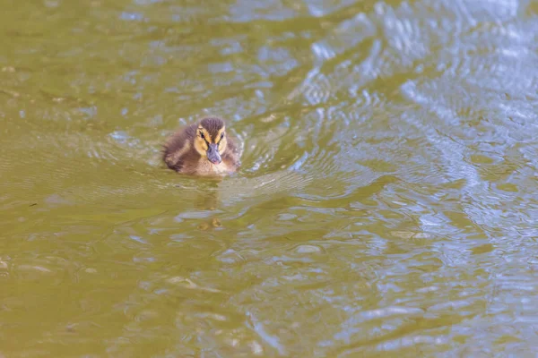 池の水の中で美しい小さなアヒルの子泳ぐ そのイメージは池の水に反映されます 頭に水が落ちてる — ストック写真