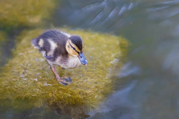 Little duck by the pond in the green grass. Photo of wild nature with beautiful bokeh.