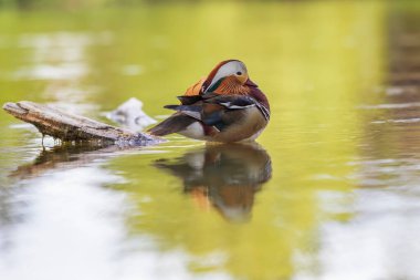 Aix galericulata Mandarin ördeği - gölette güzel renkli ördek.