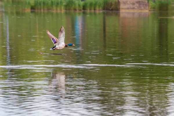 Male Duck Flies Low Pond Fish Swims — Stock Photo, Image