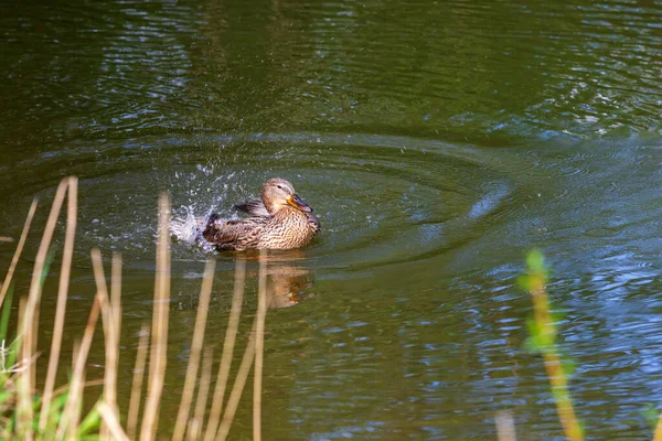 小さな灰色のアヒルの水の上に泳ぐ それは翼をなびかせ その周囲に水をまき散らす — ストック写真